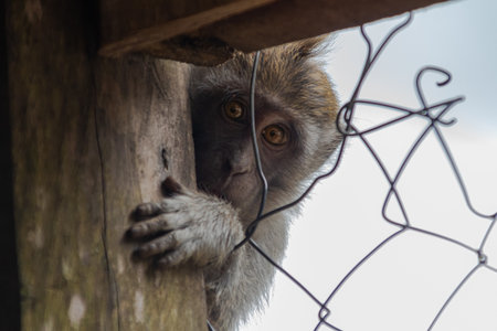 Curious wild monkey peering intensely through wire fence with captivating orange eyesの写真素材