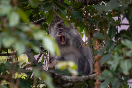 Close up portrait of a long-tailed macaque monkey yawning widely on a tree branch.の写真素材