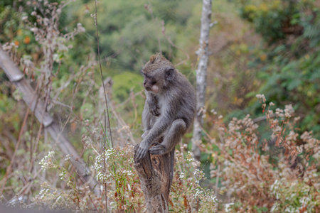 One furry monkey perched on a wooden stump outdoors in the middle of the day