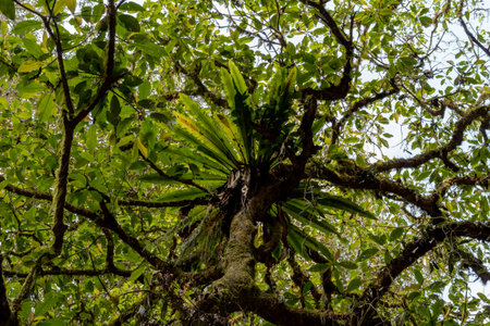 Lush green leaves and mossy branches seen from below in a forest canopy.の写真素材
