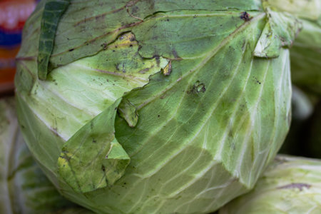 Close up view of a fresh green cabbage head with detailed leaf textureの写真素材