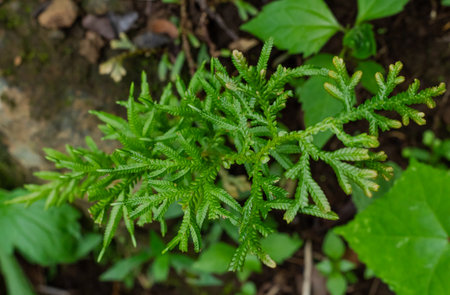 Close-up view of bright green Selaginella spikemoss growing on dark forest ground, detailed foliage texture, high angle shot.の写真素材