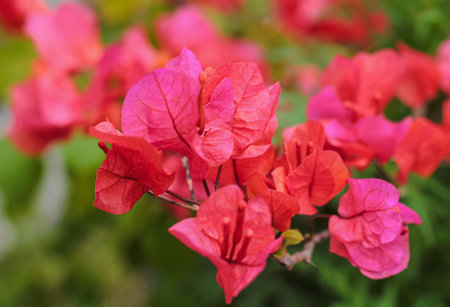 Close-up View of Vibrant Red and Pink Bougainvillea Flowers (Bracts) Blooming in Tropical Gardenの写真素材