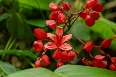 Macro detail of vibrant red tropical flower blossoms and buds surrounded by lush green rainforest foliage.の写真素材