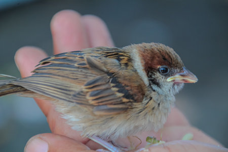 Close-up of a tiny fledgling sparrow bird resting gently on the open palm of a human hand outdoors.の写真素材