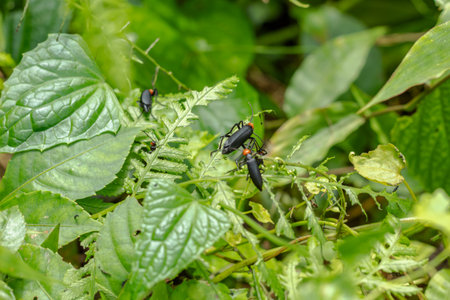 Three black insects with orange heads resting on green tropical foliage in a dense forest environment.の写真素材