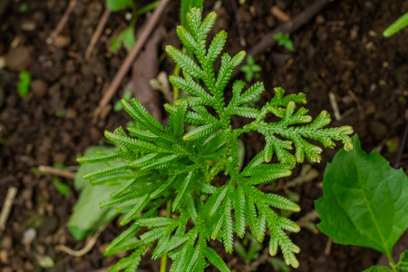 Close up view of bright green Selaginella Spikemoss plant growing from dark brown fertile soil in natural outdoor environment.の写真素材