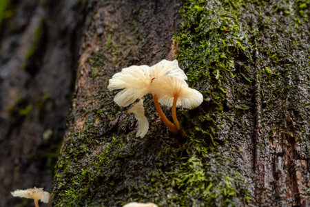 Delicate white mushrooms growing on moist dark tree bark covered in green moss in a natural forest environment.の写真素材