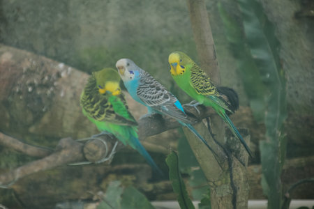 Three Budgerigars Perched on Branch, Exhibiting Vibrant Plumage and Markings, Ideal for Avian...