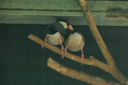 Two Java Sparrows Perched on Branch, Close Together, Showing Plumage Detail in Captivity,...