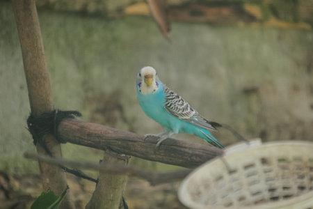Bright Blue Budgie Perched on Branch in Garden with Soft Lighting