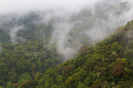 Lush Green Rainforest Canopy with Morning Mist and Wide Angle View for Tropical Environment Concept