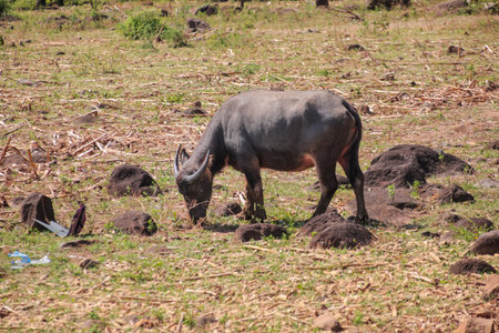 Water Buffalo Grazing in Field Under Natural Light, Featuring a Rural Landscape and Copy Space,...