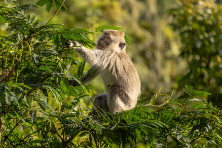 Macaque Monkey Foraging in Lush Green Foliage, Lit by Natural Light, Creating a Sense of Wildness...