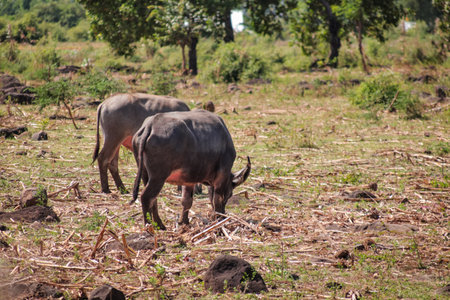 Water Buffalo Grazing in Field with Natural Light and Scattered Rocks, showcasing rural wildlife in...