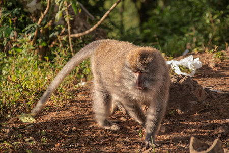Alert Macaque Monkey Walking on Forest Floor in Natural Light with Copy Space, showcasing wildlife...