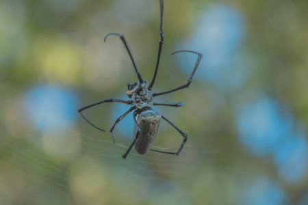 Golden Orb Weaver Spider Hanging on Web with Natural Light, Featuring Copy Space for Wildlife...