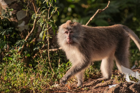 Alert Macaque Monkey Walking in Natural Habitat with Lush Greenery and Natural Light, Perfect for...