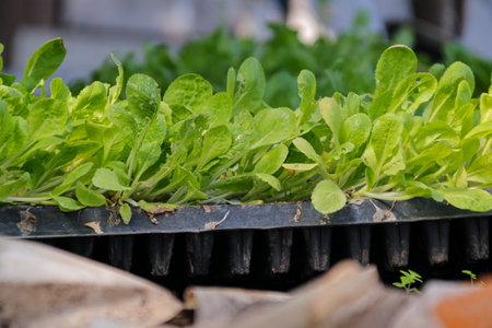 Fresh Lettuce Seedlings Growing in Tray with Natural Light and Vibrant Green Leaves, symbolising healthy eating and sustainable agriculture practicesの写真素材
