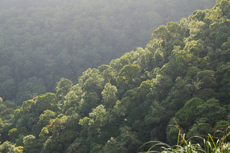 Lush Green Forest Canopy Bathed in Natural Light, Creating a Serene and Tranquil Atmosphere for Ecotourism and Conservationの写真素材