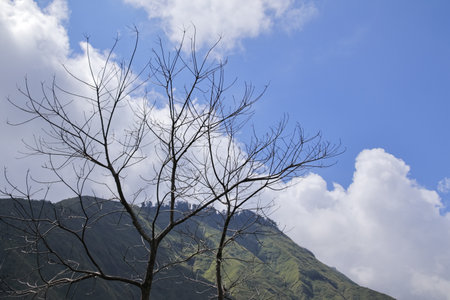 Bare tree branches silhouetted against a bright blue sky with fluffy white clouds and a mountain...