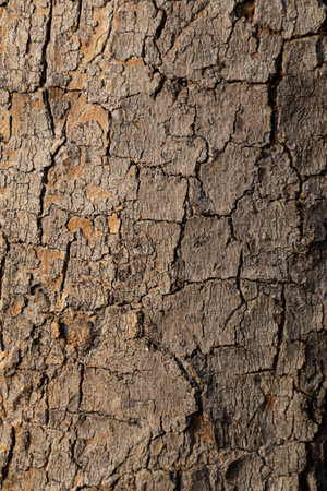 Detailed tree bark texture showing intricate patterns for natural background or organic design...