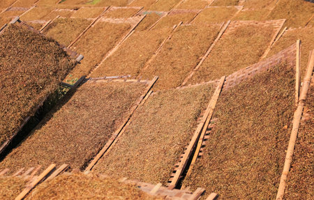 Tobacco Leaves Drying Under Sunlight, Displayed on Racks, Showcasing Traditional Agricultural Practicesの写真素材