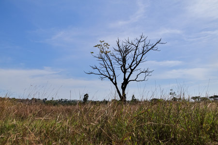 Solitary tree silhouette standing tall against blue sky in golden grassy field with natural light, symbolizing resilience and hope, spaceの写真素材