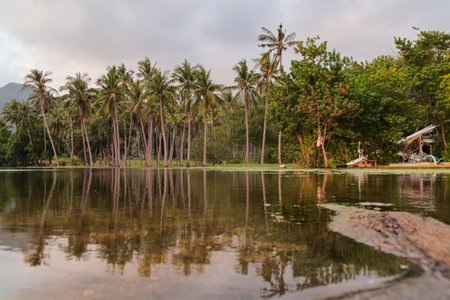 Tropical lake reflecting coconut palms in lush green landscape creating tranquil scenery for relaxation and travel destination marketingの写真素材