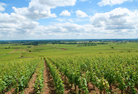 Vineyards of Burgundy in Franceの写真素材