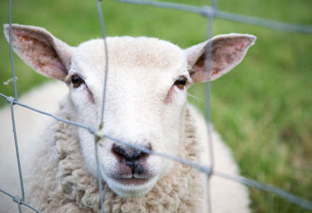 A single sheep behind a a fenceの写真素材