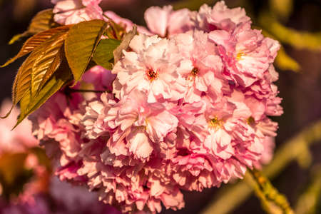 Cherry flower macro with water drops during sunriseの写真素材
