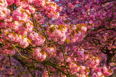 Cherry flowers tree field, spring moodの写真素材