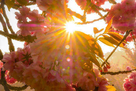 Cherry flowers with stared sunrise backgroundの写真素材