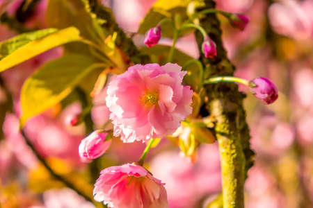 Spring mood for wedding with cherry flower during sunriseの写真素材