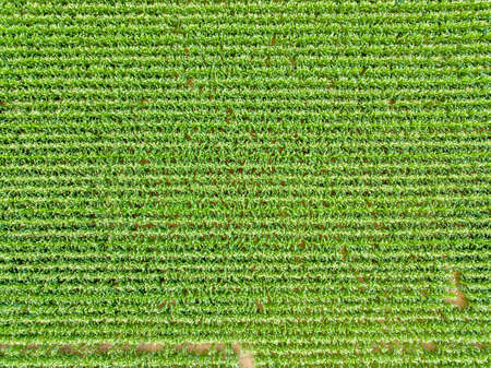 View from the sky of a corn field culture