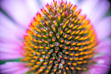 Echinacea purple coneflower bulb macro viewの写真素材