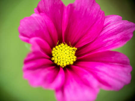 Macro view on cosmos garden flower in Autumnの写真素材