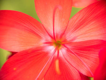 Orange Tiger Lily plant maco, shallow DOFの写真素材