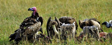 Scavengersの写真素材