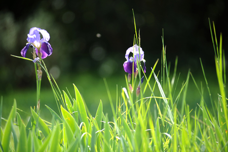 ORCHIDSの写真素材