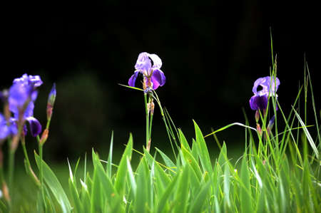 ORCHIDS