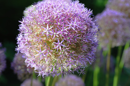 FLOWER VIOLET