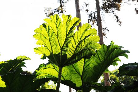 RHUBARBE GEANTEの写真素材