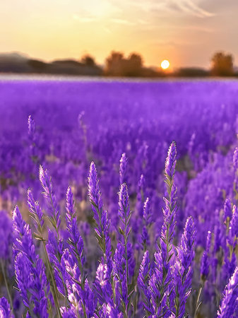 Lavender flowers on lavender field at sunsetの素材
