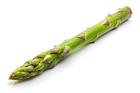 Green asparagus isolated on white background.の素材