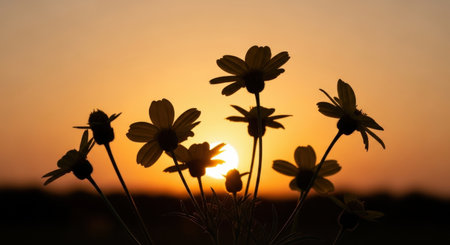Sunset with daisies in the meadow at sunset.の素材