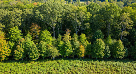 Aerial view of forest in autumn. Top view of forest in autumnの素材
