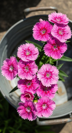 Pink Dianthus chinensis flowers in a metal potの素材