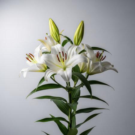 White lily flowers on a gray background. Bouquet of lilies.の素材